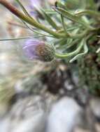 Image of Lackschewitz's fleabane