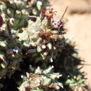 صورة Euphorbia multiceps A. Berger