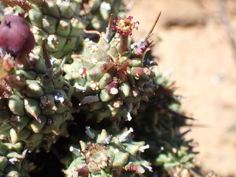 Image of Euphorbia multiceps A. Berger