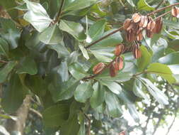 Image of Vochysia lehmannii Hieron.