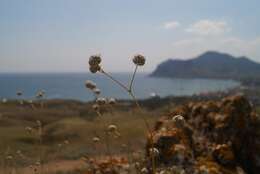 Image of Gypsophila pallasii S. S. Ikonnikov