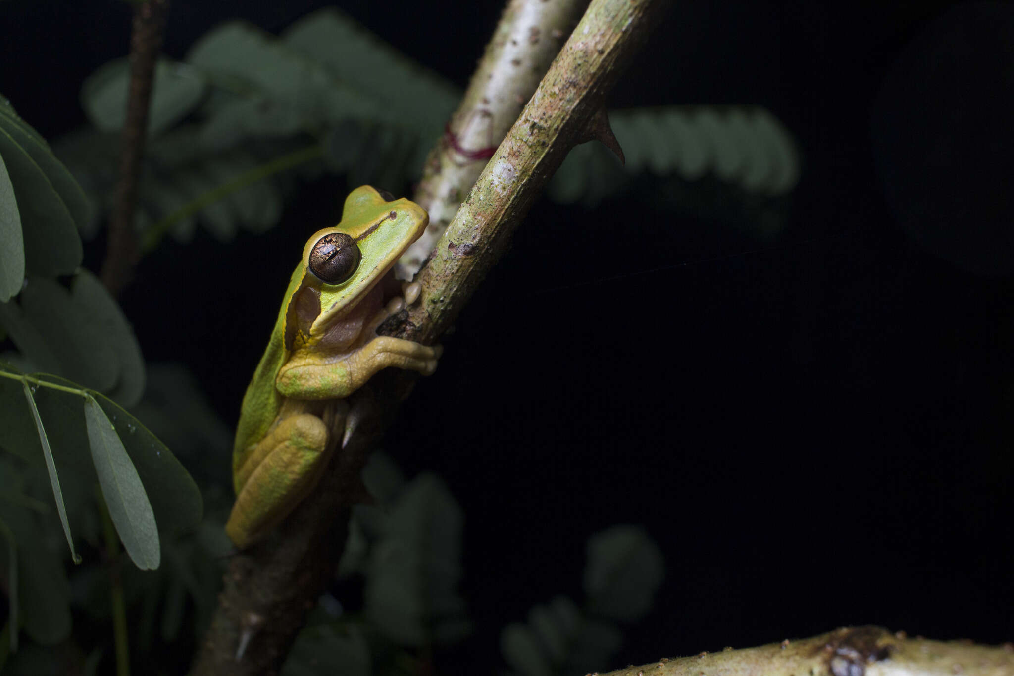 Image of Central American Smilisca