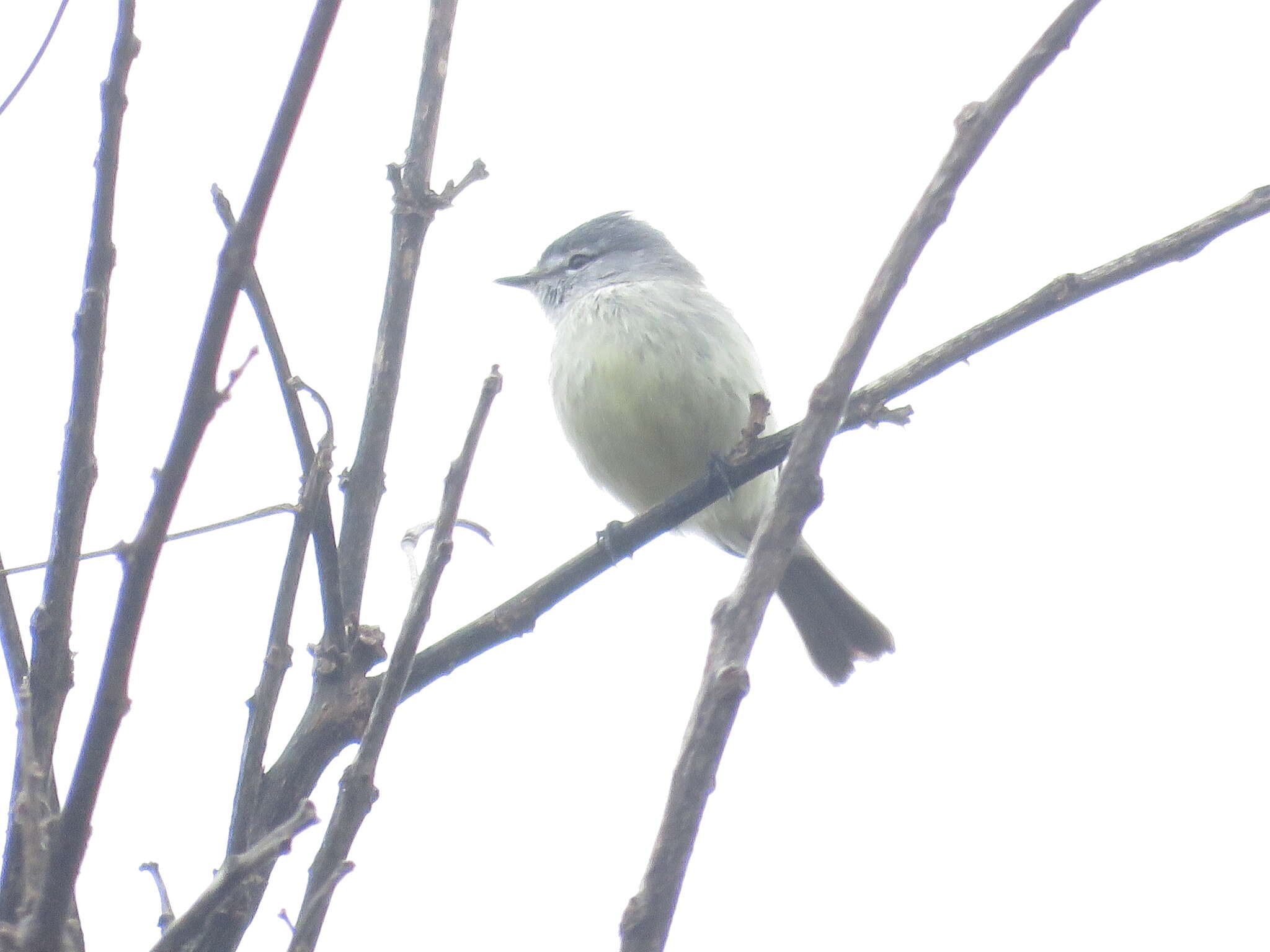 Image of Straneck's Tyrannulet