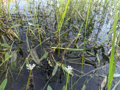 Image of Aponogeton angustifolius Aiton