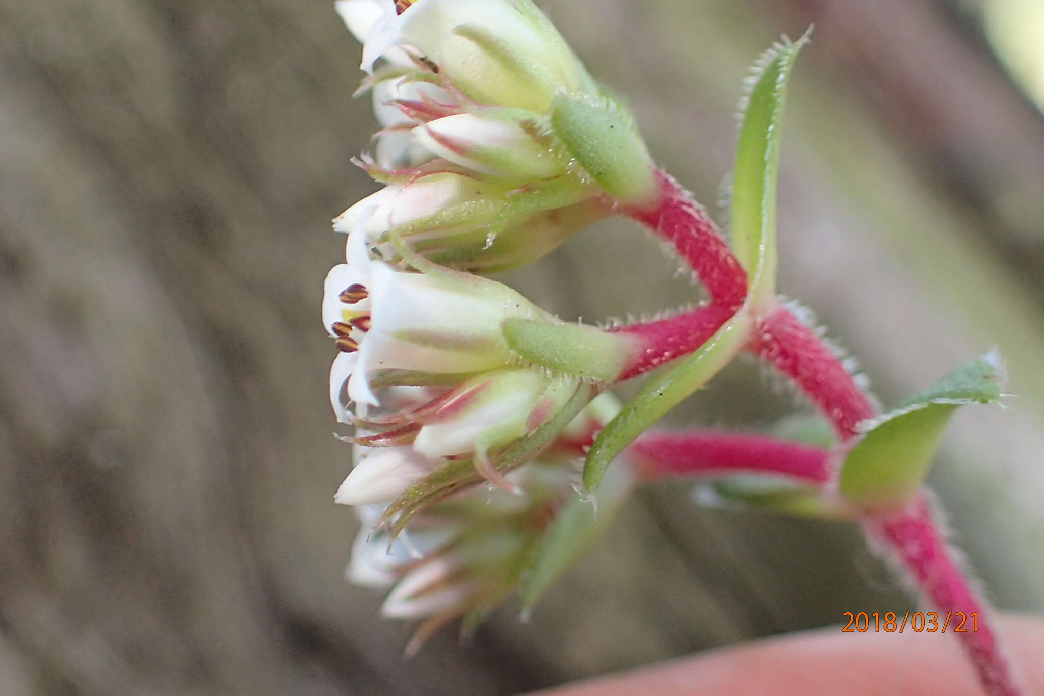 Image of Crassula obovata var. obovata