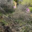 Image of Ixia oxalidiflora Goldblatt & J. C. Manning