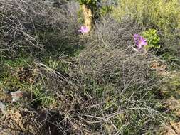 Image of Ixia oxalidiflora Goldblatt & J. C. Manning