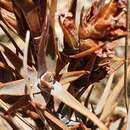 Image of Dracophyllum pubescens Cheeseman