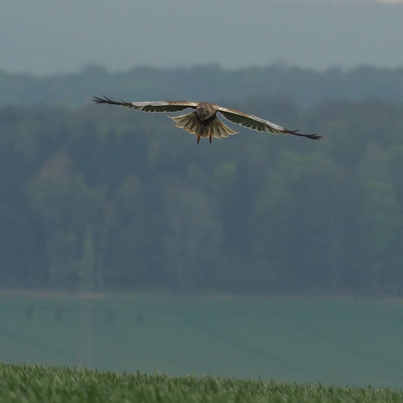 Imagem de Circus aeruginosus (Linnaeus 1758)