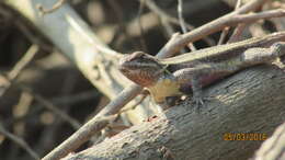 Image of Rose-bellied Lizard