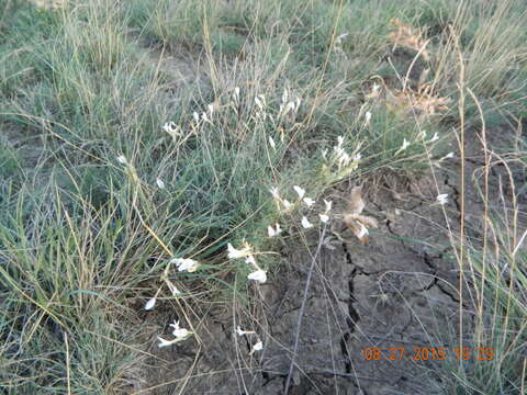 Image of Astragalus ucrainicus Popov & Klokov