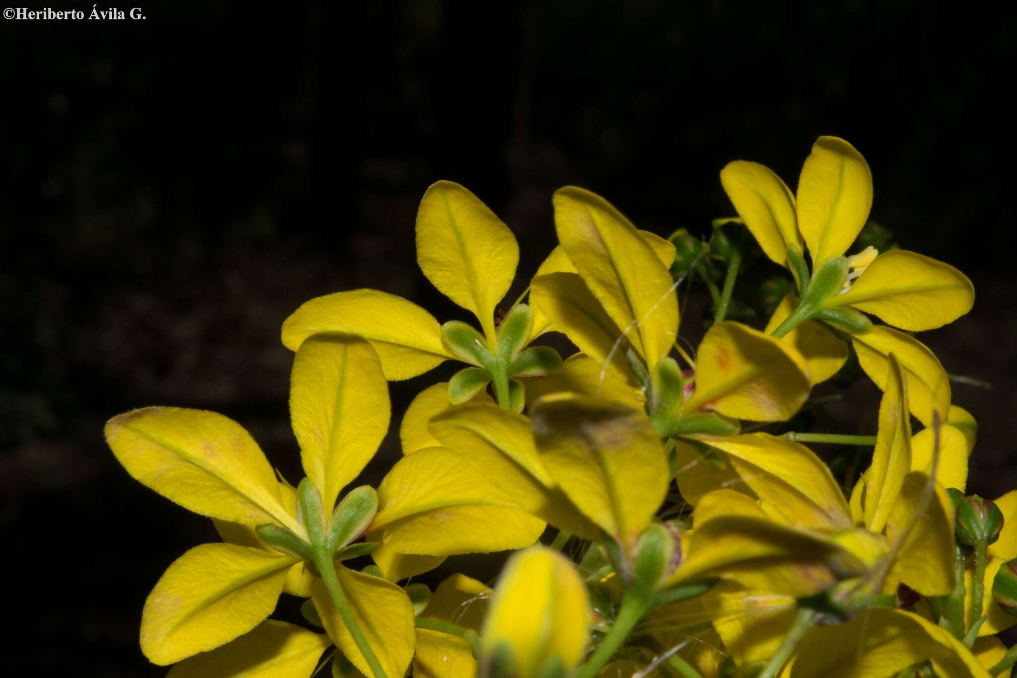 Image of Galphimia floribunda C. E. Anderson