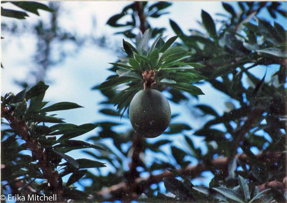 Image de Crescentia linearifolia Miers