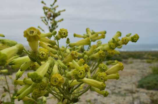 Image of Nicotiana solanifolia Walp.