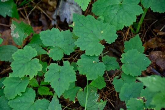 Image of Tiarella stolonifera G. L. Nesom