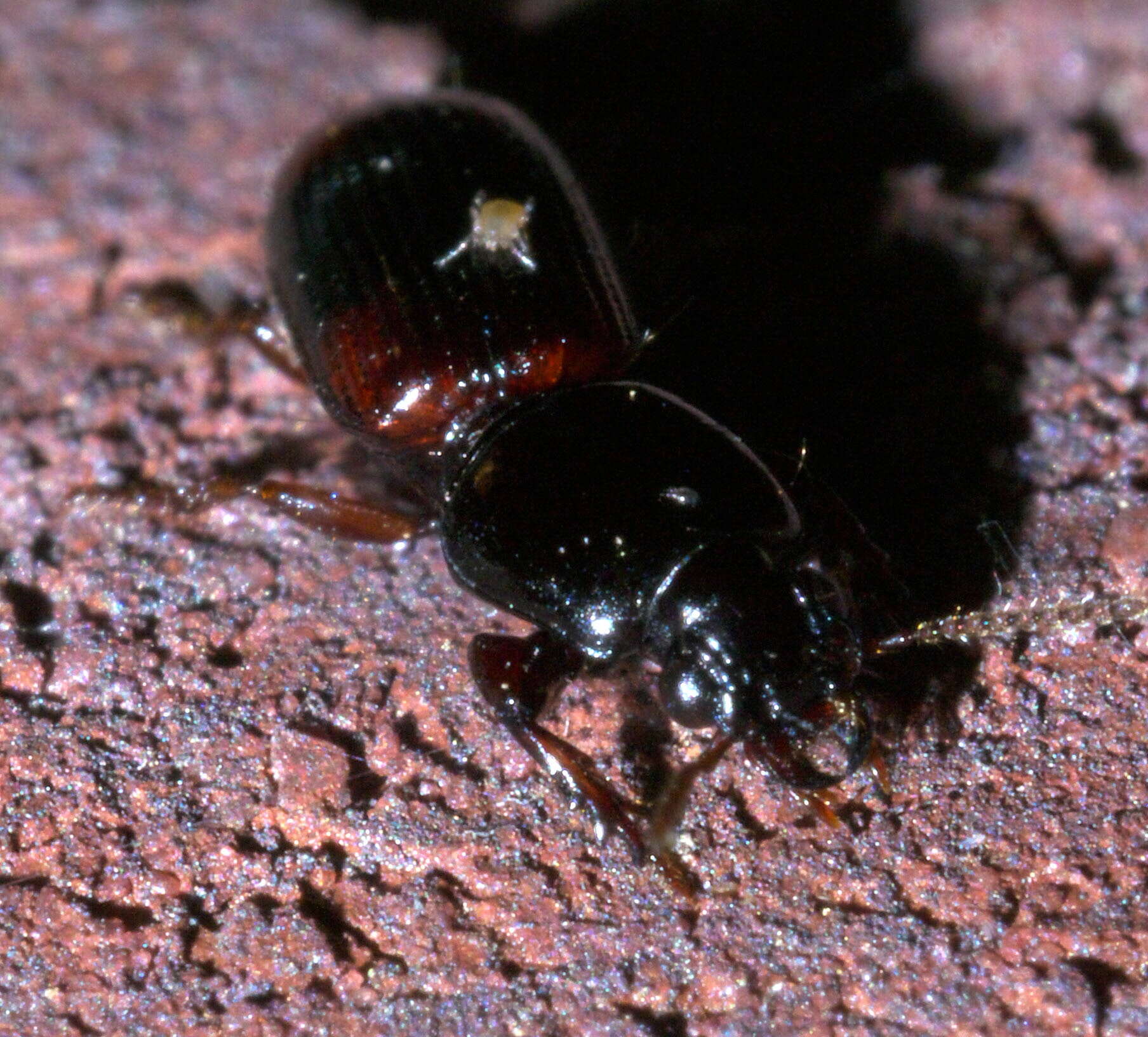 Imagem de Clivina (Paraclivina) bipustulata (Fabricius 1798)