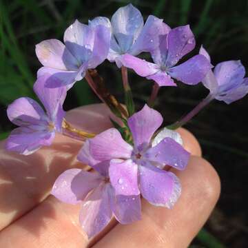 Image of Lighthipe's phlox