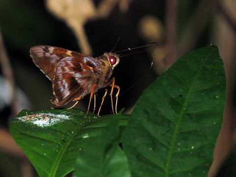 Image of Green-backed Ruby-eye