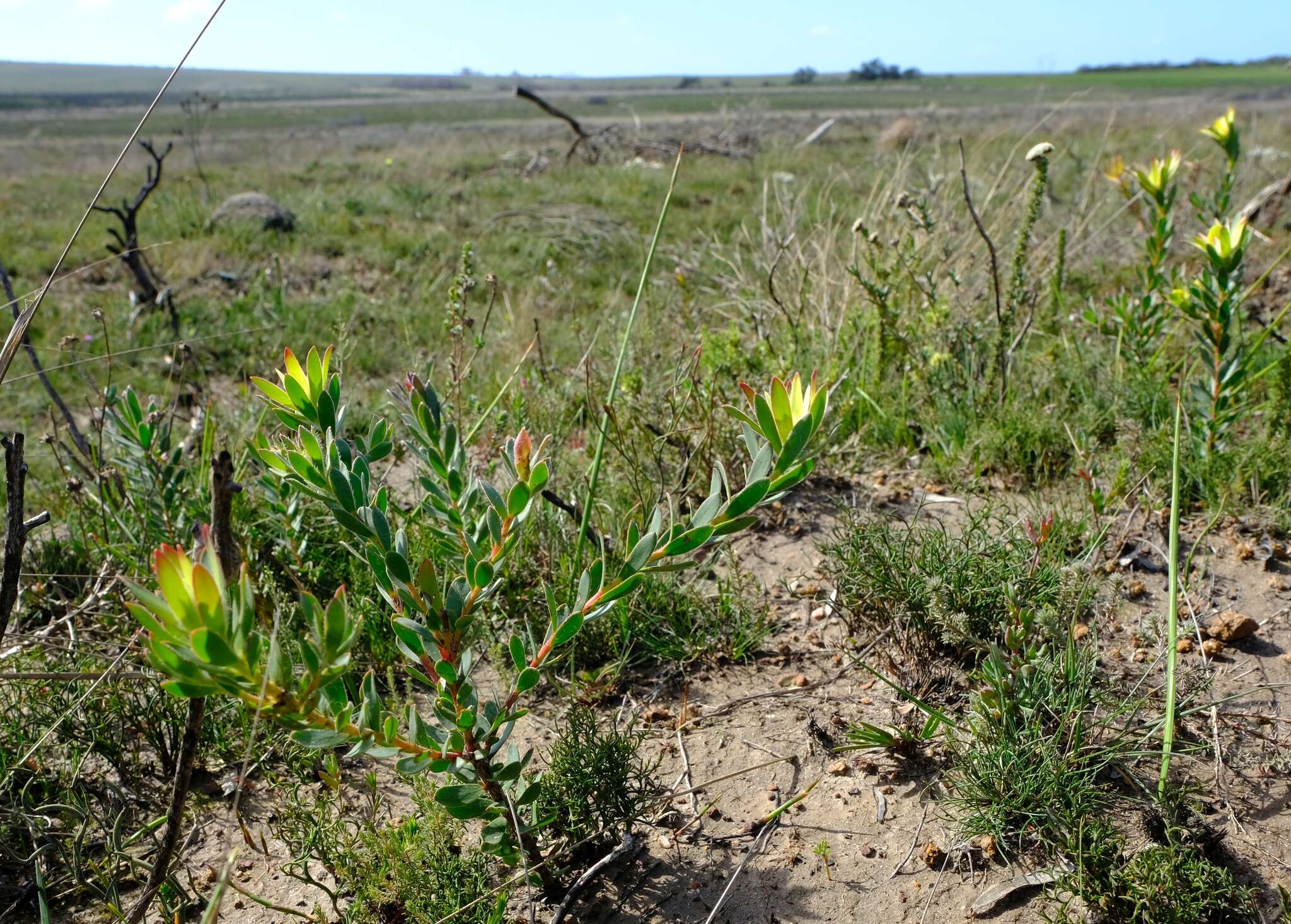 Image of Leucadendron stelligerum I. Williams