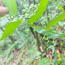 Image of Polygonatum arisanense Hayata