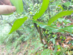 Image of Polygonatum arisanense Hayata