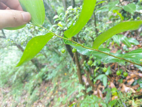 Image de Polygonatum arisanense Hayata