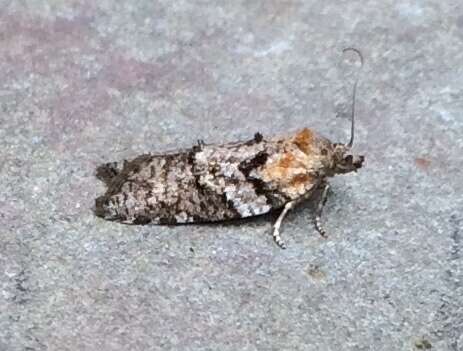 Image of Eastern Black-headed Budworm Moth