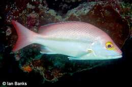 Image of Yellow-banded snapper