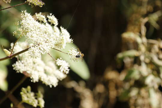 Leucozona glaucia (Linnaeus 1758) resmi