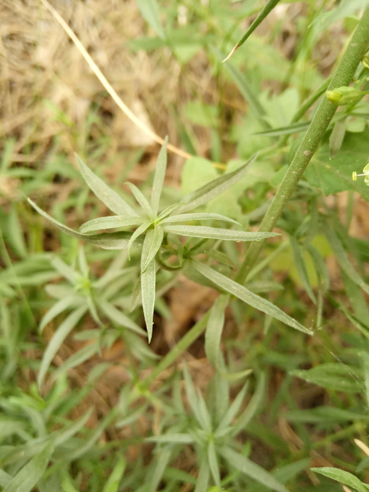 Image de Silene sibirica (L.) Pers.