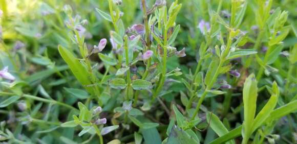 Image of South American Skullcap