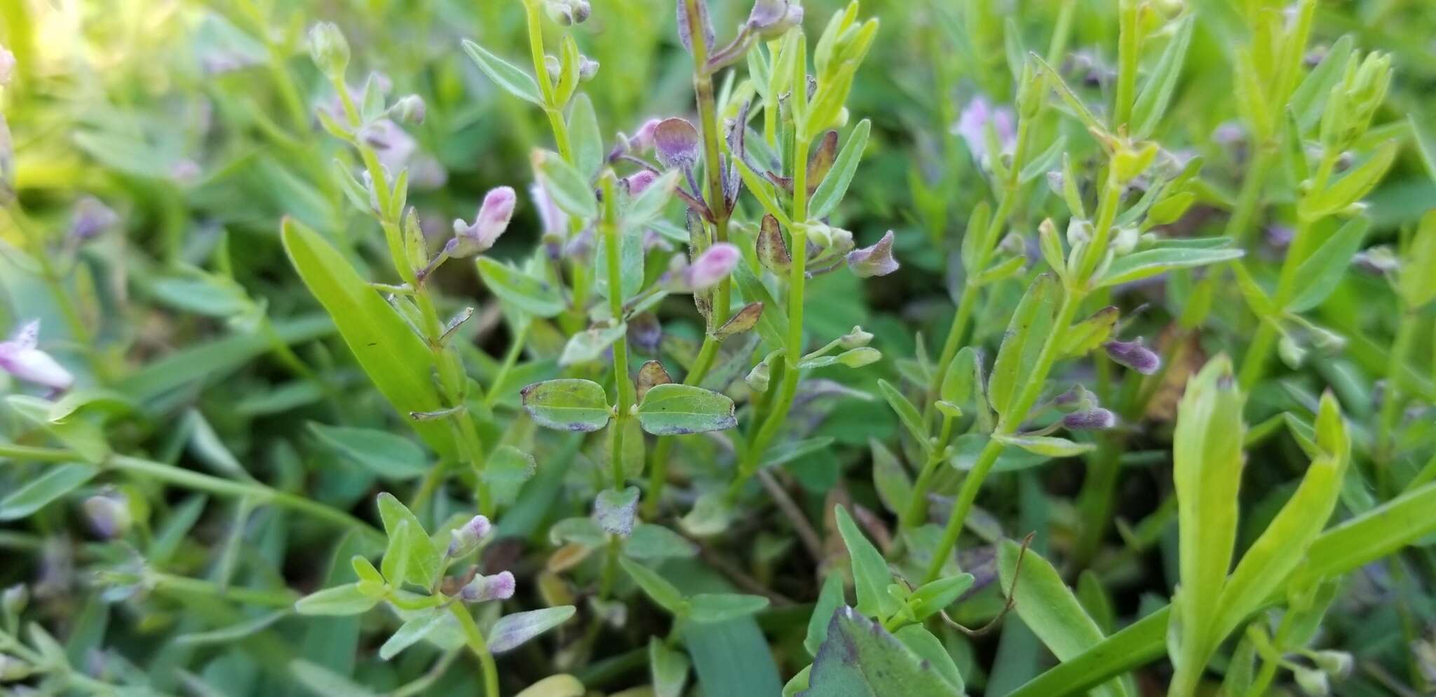 Image of South American Skullcap