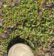 Image of Plantago triandra Bergg.