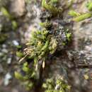 Image of <i>Orthotrichum columbicum</i>