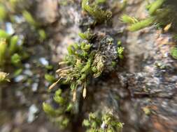 Image of <i>Orthotrichum columbicum</i>