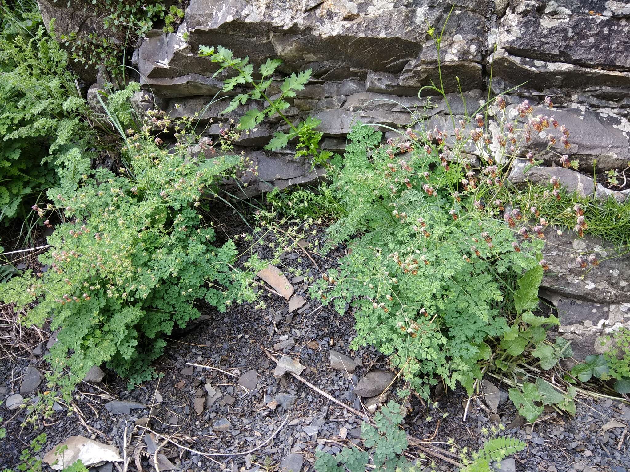 Image de Thalictrum foetidum L.