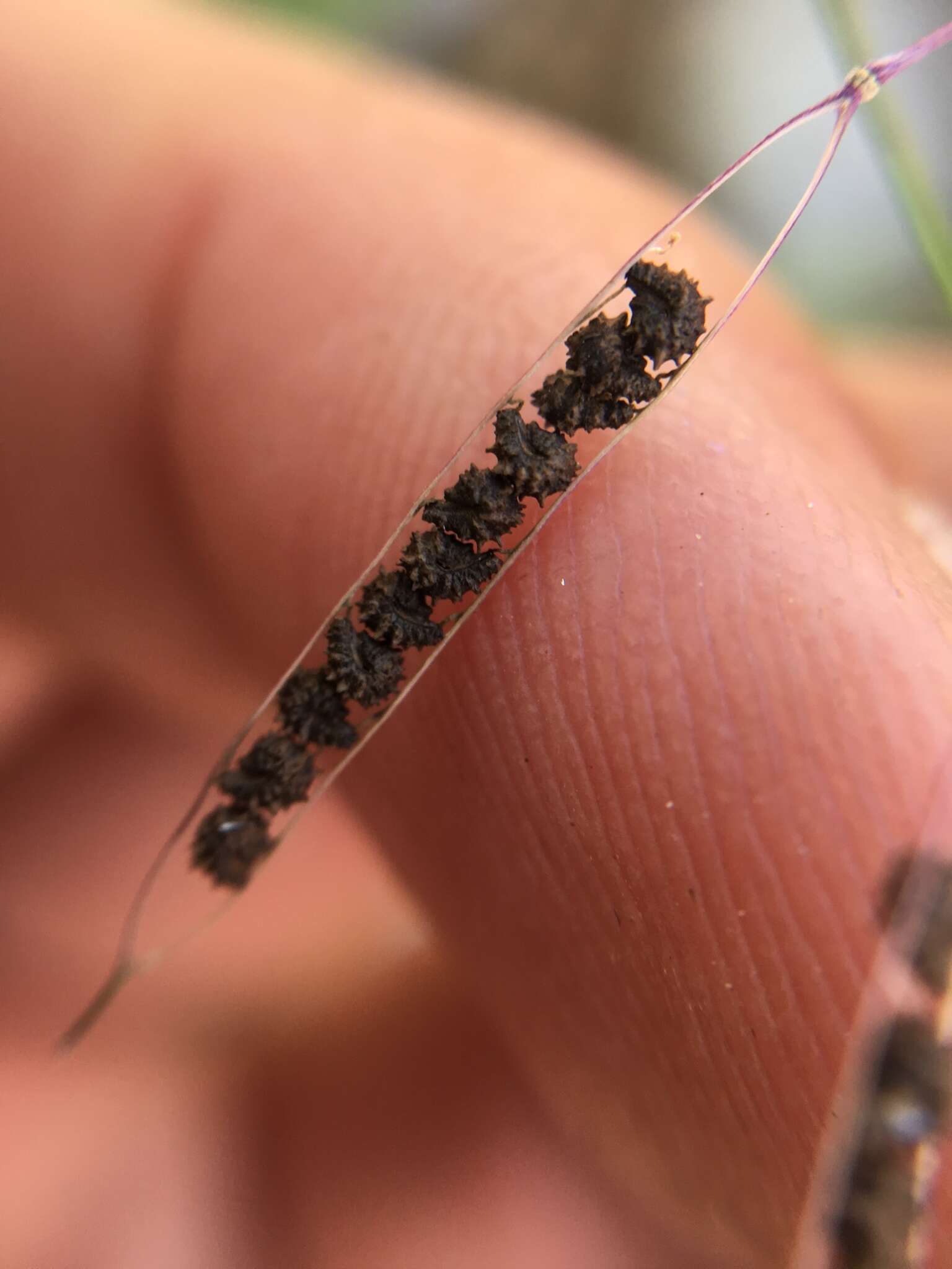 Слика од Physostemon guianense (Aubl.) Malme