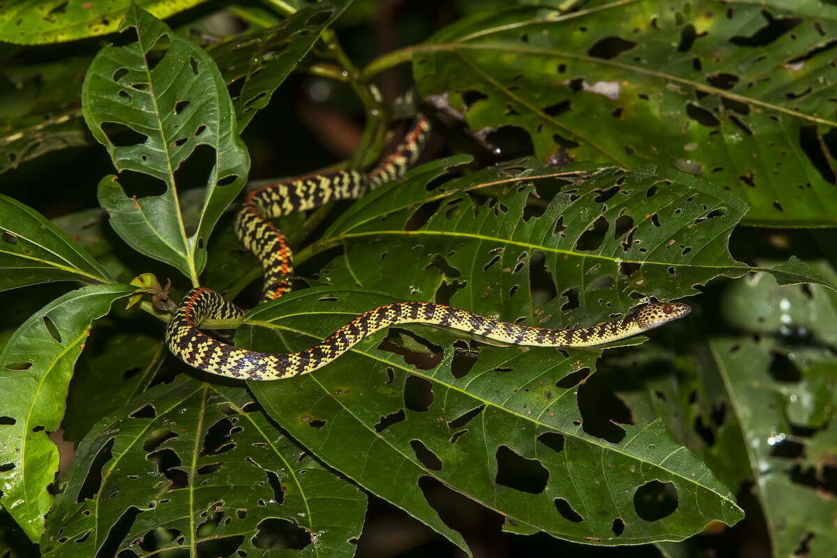 Image of Panama Spotted Night Snake