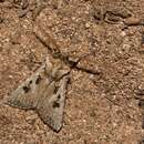 Image of Agrotis lanzarotensis Rebel 1894