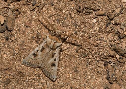 Image of Agrotis lanzarotensis Rebel 1894