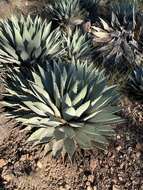 Image of Parry's agave