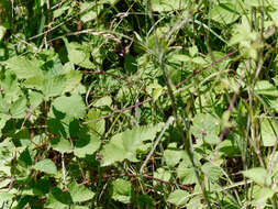 Image of Allium carinatum subsp. carinatum