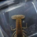 Слика од Procambarus verrucosus Hobbs 1952