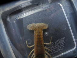 Image of Procambarus verrucosus Hobbs 1952