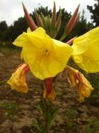 Image of redsepal evening primrose