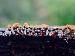 صورة Metatrichia floriformis