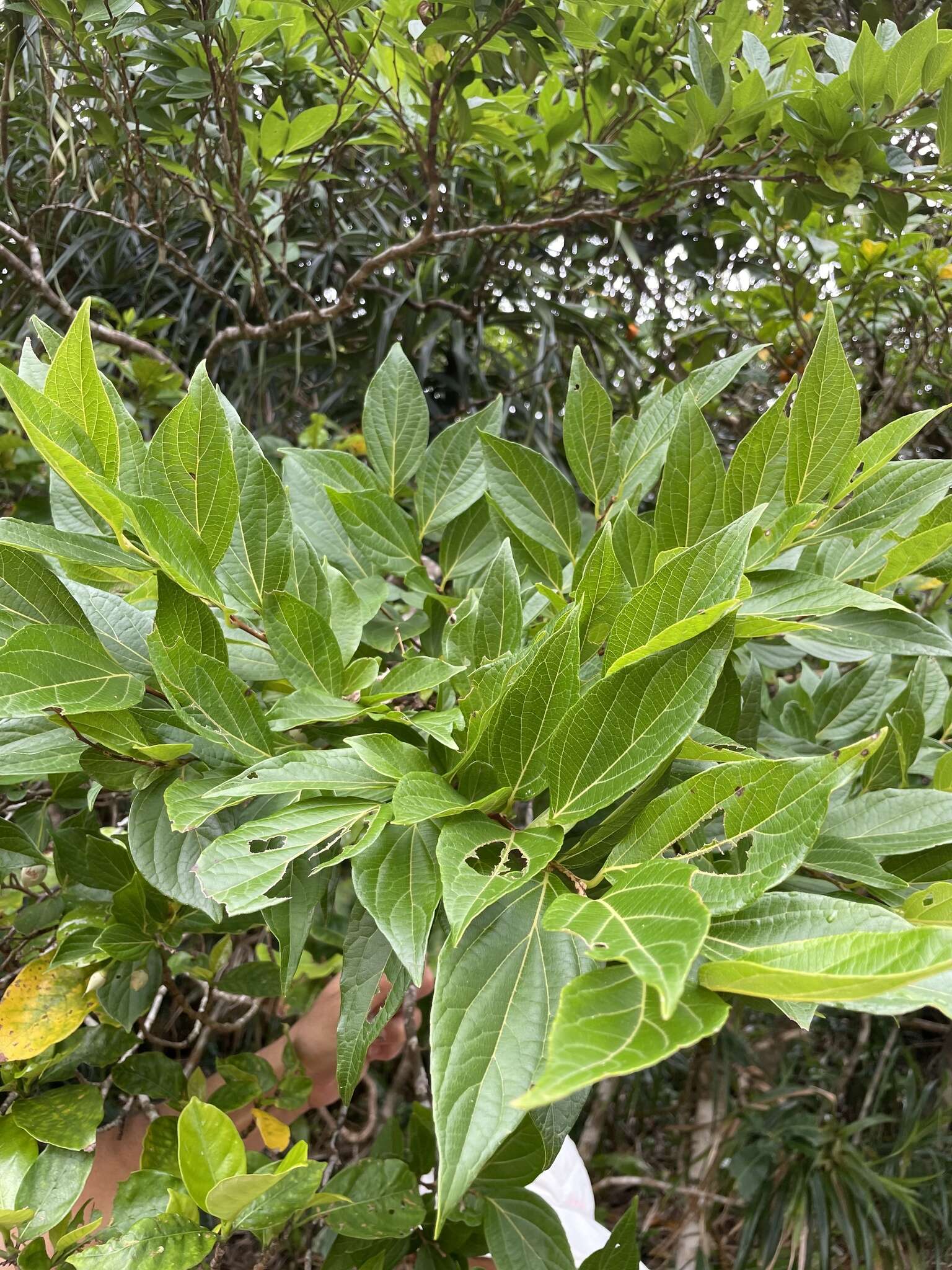 Sivun Styrax japonicus Siebold & Zucc. kuva