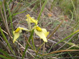 Image of Moraea cooperi Baker