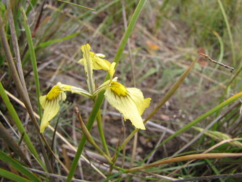 Слика од Moraea cooperi Baker