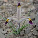 Sivun Iris rodionenkoi (Lazkov & Naumenko) T. Hall kuva